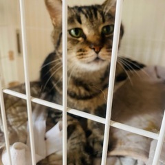 キジトラ15歳メス去勢済み