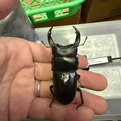 オオクワガタ
