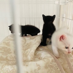 子猫６月生まれ３匹