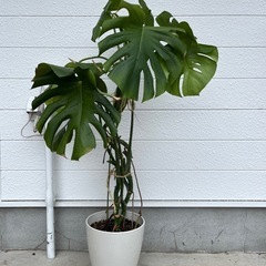 観葉植物のお手入れ、植え替え、剪定、仕立て直し　いたします！