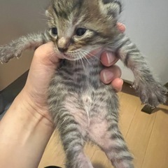 【再募集　急募】6/15生まれ　1匹　猫の赤ちゃん