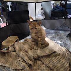 里親探してます…