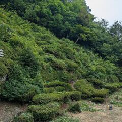 お庭の草刈り等お任せください‼️ − 滋賀県