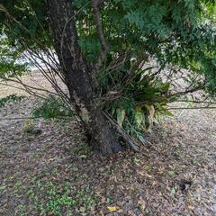 お庭の草刈り等お任せください‼️ - 彦根市