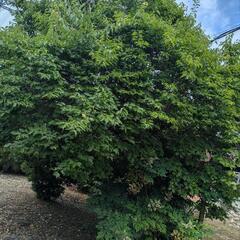 お庭の草刈り等お任せください‼️