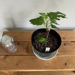西洋イチジク挿し木苗（ロングドゥートNo2）の画像