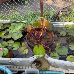 睡蓮鉢植え