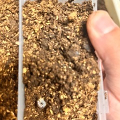 アンタエウスオオクワガタ　幼虫６頭の画像