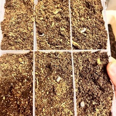 アンタエウスオオクワガタ　幼虫６頭の画像