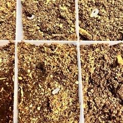 アンタエウスオオクワガタ　幼虫６頭の画像