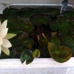 睡蓮苗大株     白花