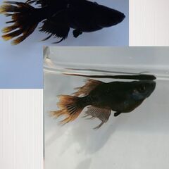 👑阿形・吽形メダカ👑稚魚5匹👑