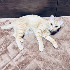 茶トラのメス 1歳2ヶ月くらい  里親募集