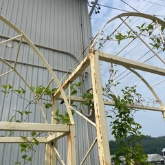 決まりました✨大きなバラのアーチの画像