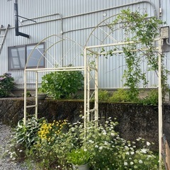 決まりました✨大きなバラのアーチ