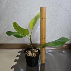 〖観葉植物〗フィカス・アルテシマ①の画像