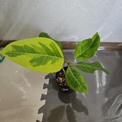 〖観葉植物〗フィカス・アルテシマ①の画像