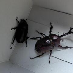 カブト虫ペア　クワガタ