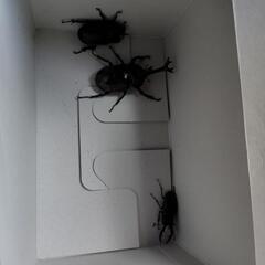 カブト虫ペア　クワガタの画像