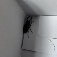 カブト虫ペア　クワガタの画像