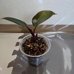 〖観葉植物〗フィロデンドロンピンクプリンセス②