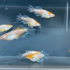 めだかハイビスカス　10匹 ➕αの画像