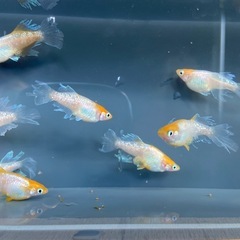 めだかハイビスカス　10匹 ➕αの画像