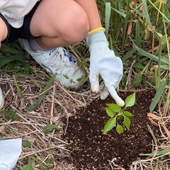 🍅🍆🥒家庭菜園仲間募集中🌱スペース無償貸出◯