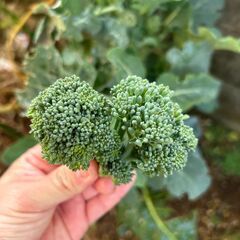 🍅🍆🥒家庭菜園仲間募集中🌱スペース無償貸出◯ - 甲府市