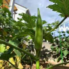🍅🍆🥒家庭菜園仲間募集中🌱スペース無償貸出◯ - その他