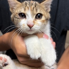 子猫里親募集