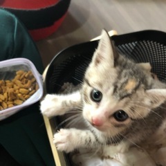 里親募集