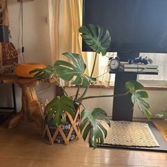 モンステラ　
