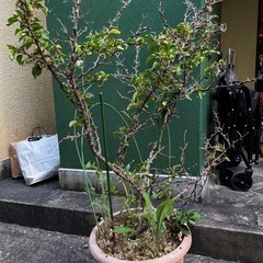 ブーゲンビリア 観葉植物 鉢付きの画像