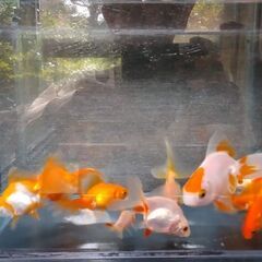 金魚　琉金他10匹⑬