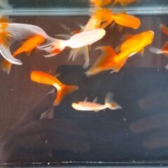 金魚　琉金他10匹⑬の画像