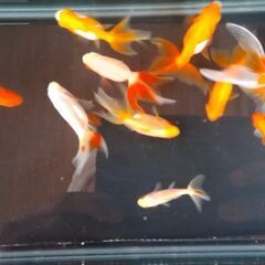 金魚　琉金他10匹⑬の画像