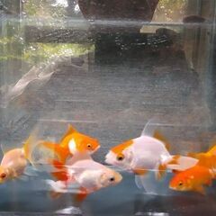 金魚　琉金他10匹⑬の画像