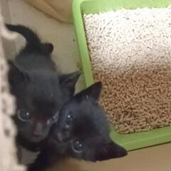生後１ヶ月半〜2ヶ月の黒猫2匹の里親さんを探しています！
