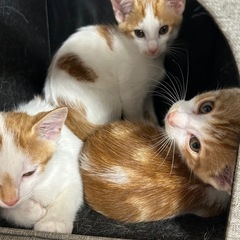 手足の長い、茶トラ三兄弟🎵