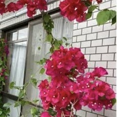 ブーゲンビリア 観葉植物 鉢付きの画像