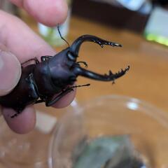 ノコギリクワガタno5の画像
