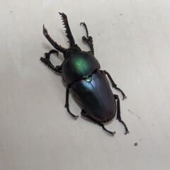 【取引中】パプアキンイロクワガタ♂♀ペアの画像