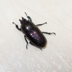 【取引中】パプアキンイロクワガタ♂♀ペアの画像