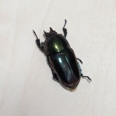 【取引中】パプアキンイロクワガタ♂♀ペアの画像