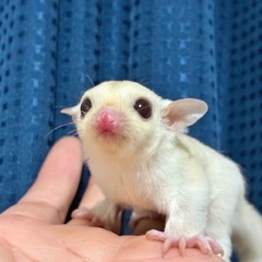 フクロモモンガ クリミノチップテールベビー販売中✨️