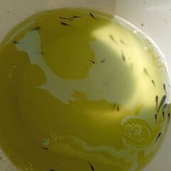 メダカの稚魚の画像