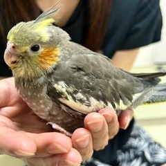 オカメインコノーマル(有償)