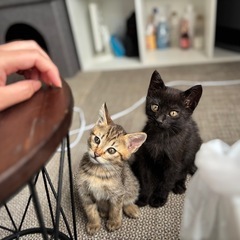 子猫黒が2ヶ月　キジトラが決まりました