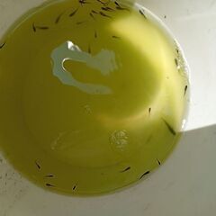 メダカの稚魚の画像